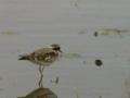 File:Black-fronted Dotterel tamb.ogg