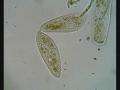 File:Paramecium Dividing.ogv