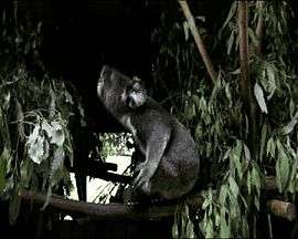 A bellowing male in the Lone Pine Koala Sanctuary