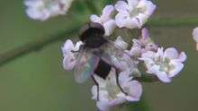 File:Phasia barbifrons on flower.ogv