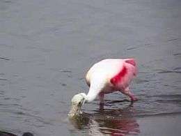 File:Roseate Spoonbill feeding with Northern Shovellors, Merritt Island.ogg