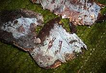 Picture showing white crusts on pieces of dead wood