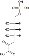 Chemical structure of 3-deoxy-D-arabino-heptulosonic acid 7-phosphate (DAHP).