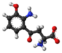 Ball-and-stick model of the 3-hydroxykynurenine molecule as a zwitterion