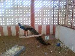 A peacock at The Subramaniya Swamy Temple