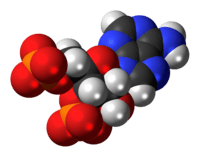 Space-filling model of the adenosine 3',5'-bisphosphate anion