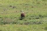 An egret sat on top of a forest buffalo