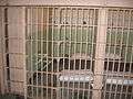 Interior photograph of a prison cell on Alcatraz Island. The spare, cold, cement-block cell contains a cot, two shelves, and a sink.