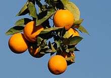 Oranges on a tree