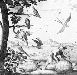 A sepia line drawing showing five birds sitting on a tree, a black bird in flight and a tortoise or turtle on the ground underneath.