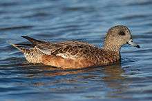 A reddish-brown duck in water