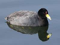 Andean Coot RWD3.jpg