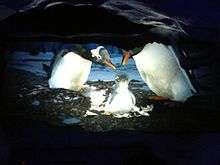 Penguin chick, between its parents