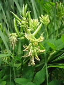 The fruits of Liquorice milkvetch are pods