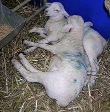 Australian White lambs