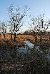 Trees sit in wetlands