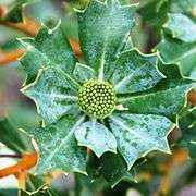 The patches have disappeared completely and the entire inflorescence consists of the light green structures.