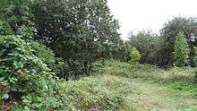 Barfield Allotments Nature Park