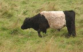 Belted galloway bei neukoog nordstrand.JPG