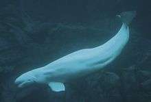 A beluga whale