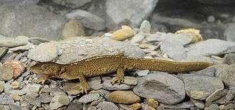 A brown newt under water, on gravel