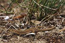 A lizard, Podarcis tauricus