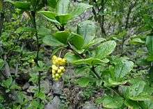 Berberis-vulgaris-flowers.jpg