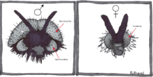 Male and female flies in the family Bibionidae have sexually dimorphic eye structures, most notably the enlarged dorsal eye seen in males and absent in females