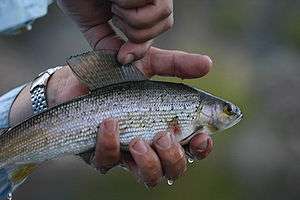 photo hand holding a fish