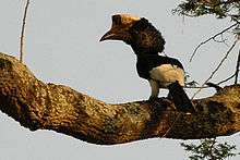 Blackwhitecasquedhornbill1.jpg