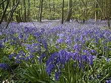 Bluebells in Blakes Wood