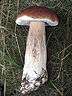 A brown-capped mushroom lying flat on the grass with a white or light-brown coloured stem that gradually gets thicker, so as to roughly resemble the shape of a club.