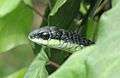 Boomslang - Western Cape.jpg