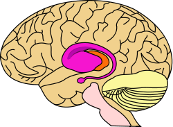 Diagram of a sideview of the brain and part of spinal cord, the front of the brain is to the left, in the centre are orange and purple masses about a quarter of the size of the whole brain, the purple mass largely overlaps the orange and has an arm that starts at its leftmost region and forms a spiral a little way out tapering off and ending in a nodule directly below the main mass