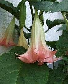 Brugmansia suaveolens