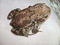 Bufo gargarizans dorsal sitting.jpg