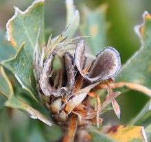 Side view of a bug, with green underside and brown back, inside an open follicle.