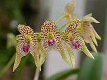 Five orchid flowers, each with spotted tepals and a pink labellum.