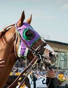 Head shot of a racehorse wearing a blinker hood with a large white bandage affixed above his nostrils