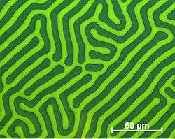 Domain structure of a examplary meander domain (recorded using CMOS-MagView)