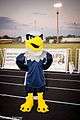 Cactus Shadows Mascot.jpg