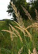 The large inflorescence of wood small-reed