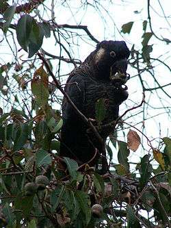 Long-billed black cockatoo perched in a tree