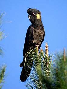 A large black cockatoo perched atop some foliage against a sky background