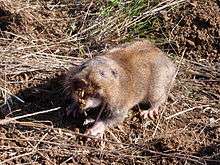 Gopher baring its teeth for the camera