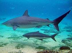 A large gray shark swimming over sand and scattered rocks, being shadowed by a smaller fish with a horizontal stripe and a forked tail