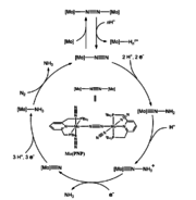 Catalytic cycle for dinitrogen cleavage by Mo(PNP)