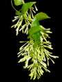 Cestrum nocturnum.jpg