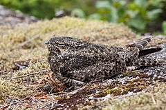 A speckled brown and black bird on the ground