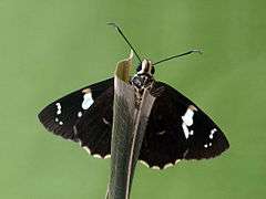 Common Spotted Flat (Celaenorrhinus leucocera) 16 Butterfly (2016.01.08).jpg